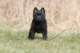 SCHIPPERKE 364